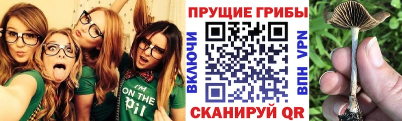 как найти закладки  МЕГА ссылки  Псилоцибиновые грибы Cubensis  Старая Купавна 